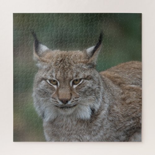 Lynx Looking At You Jigsaw Puzzle