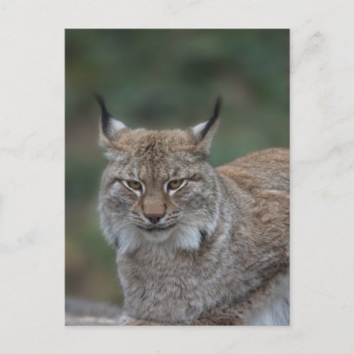 Lynx Looking At You Postcard