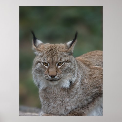 Lynx Looking At You Poster