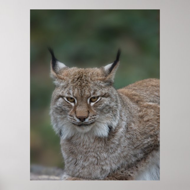 Lynx Looking At You Poster (Front)