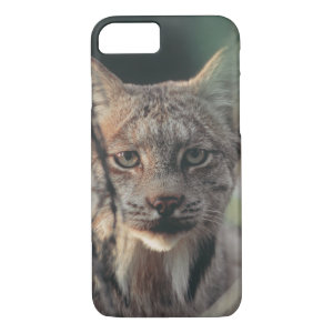Lynx, Lynx canadensis, Denali National Park, iPhone 7 Case
