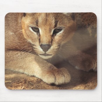 Lynx Mouse Pad by CustomizeYourWorld at Zazzle