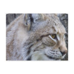 Lynx Postcard