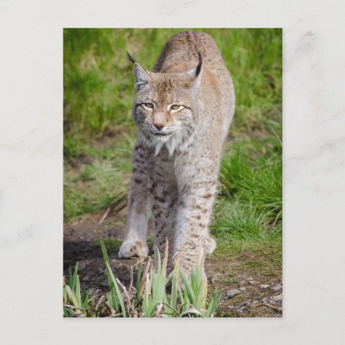 Lynx  postcard