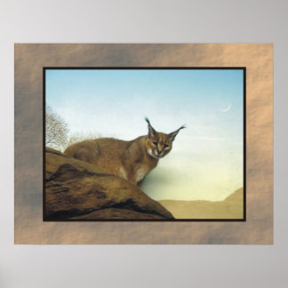 Lynx Poster