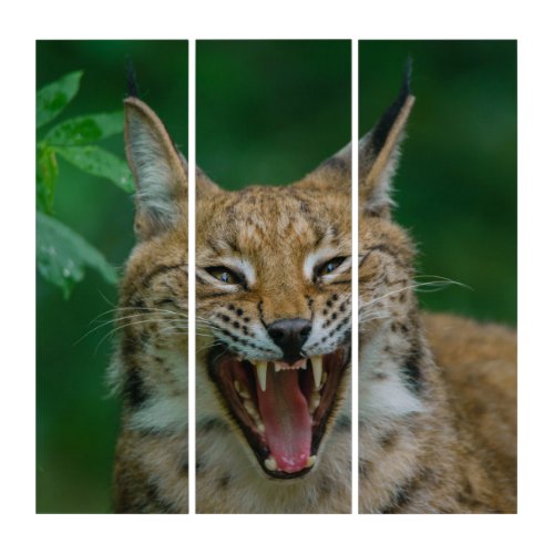 Lynx Showing His Teeth Triptych