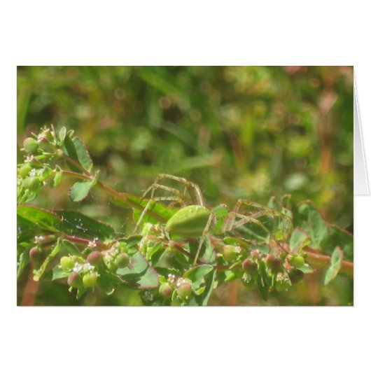 Lynx Spider Cards (Front Horizontal)