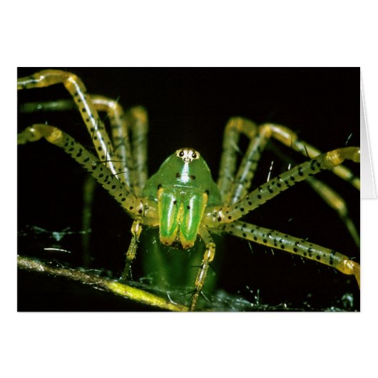 Lynx Spider Cards (Front Horizontal)