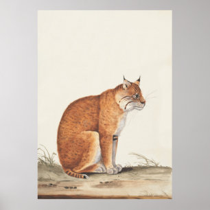 Lynx Vintage nature cat wildlife painting Poster