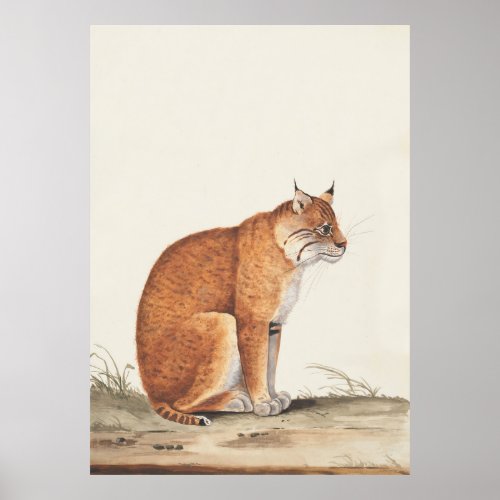 Lynx Vintage nature cat wildlife painting Poster
