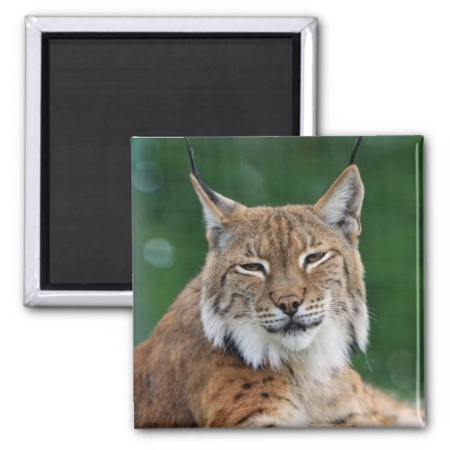Lynx  Wildcat Magnet