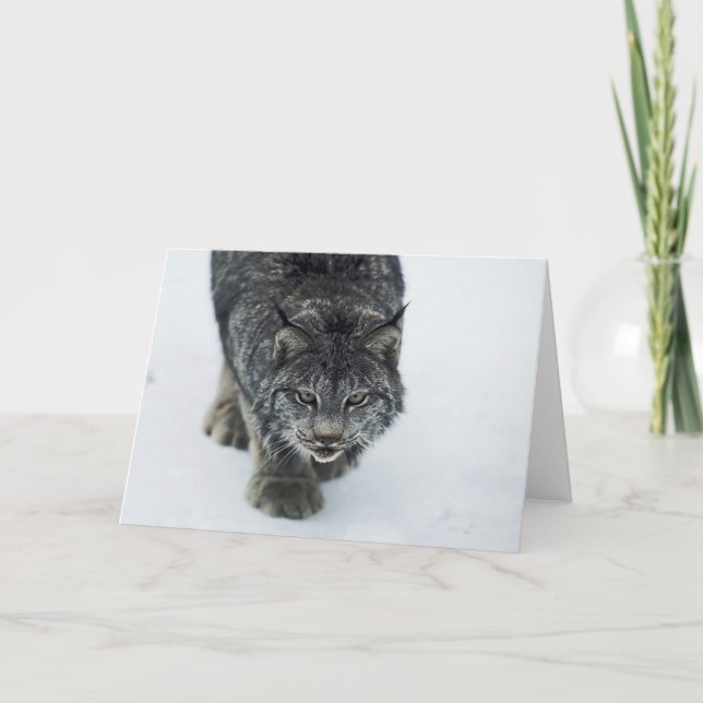 Lynx Winter Holiday Card (Front)