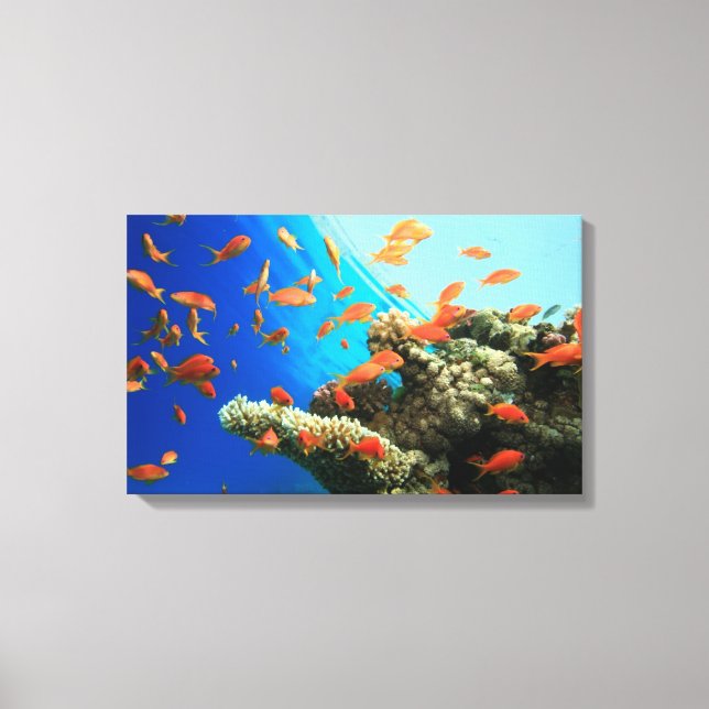 Lyretail anthias on coral reef canvas print (Front)
