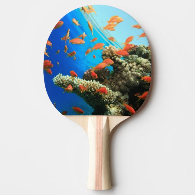 Lyretail anthias on coral reef ping pong paddle (Front)