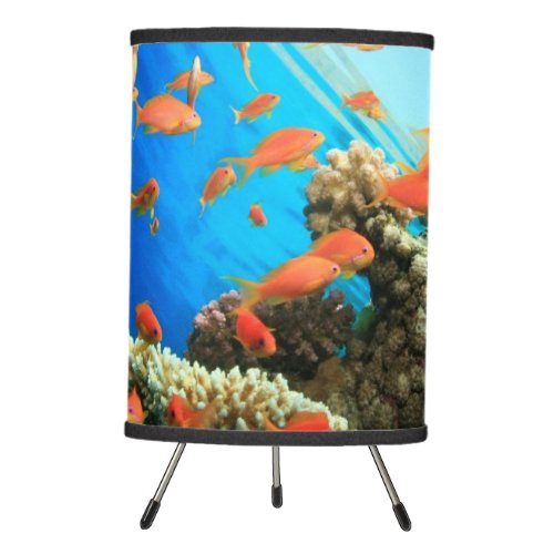 Lyretail anthias on coral reef tripod lamp