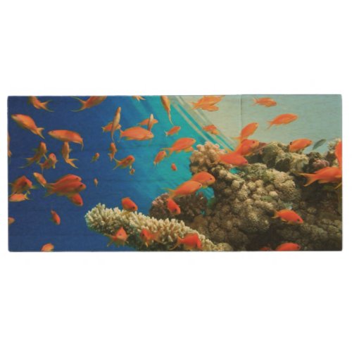 Lyretail anthias on coral reef wood USB flash drive