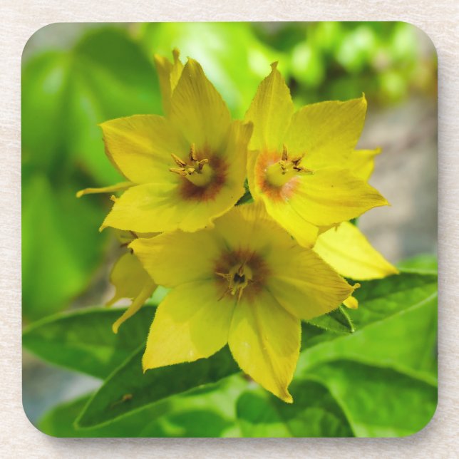 Lysimachia punctata beverage coaster (Front)