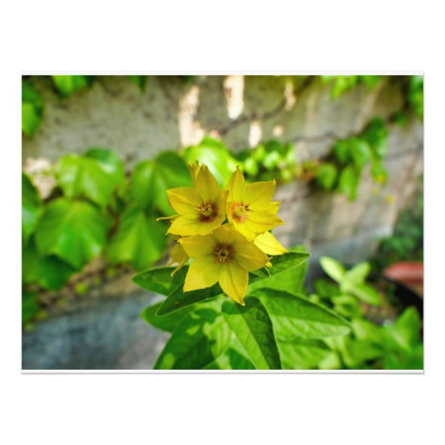 Lysimachia punctata photo print (Front)