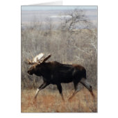 M10 Bull Moose (Front)