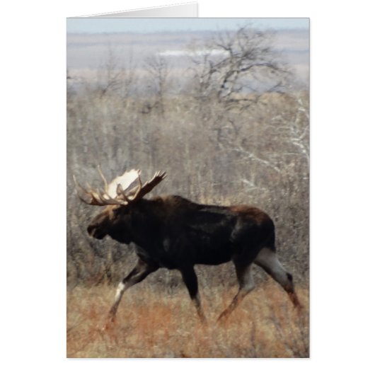 M10 Bull Moose Cards (Front)