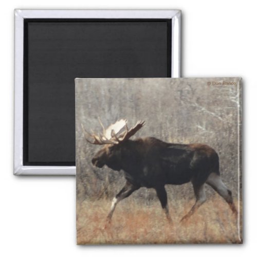 M10 Bull Moose Magnet