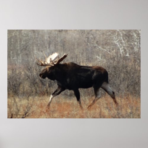 M10 Bull Moose Poster