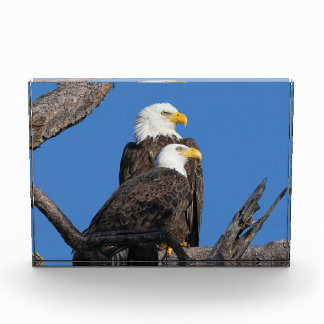 M15 & F23 - A New Couple  Photo Block