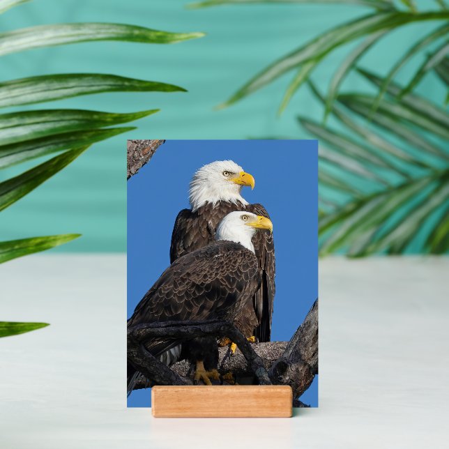 M15 & F23 by Desiree Deliz - A New Era at the Nest Holder (Insitu 2)