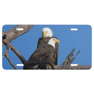 M15 & F23 decorative license plate