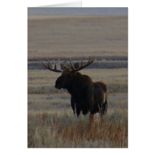 M1 Bull Moose Cards (Front)