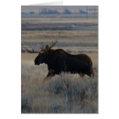 M2 Bull Moose (Front)