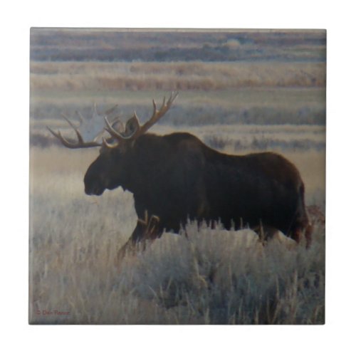 M2 Bull Moose Big bull Tile