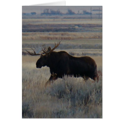 M2 Bull Moose Cards (Front)