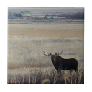 M3 Bull Moose on Farmland Ceramic Tile