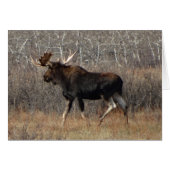 M8 Bull Moose (Front Horizontal)