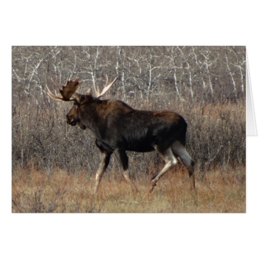 M8 Bull Moose Cards (Front Horizontal)