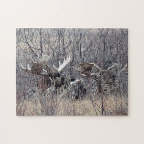 M9 Bull Moose Laying Jigsaw Puzzle