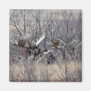 M9 Bull Moose Laying Magnet