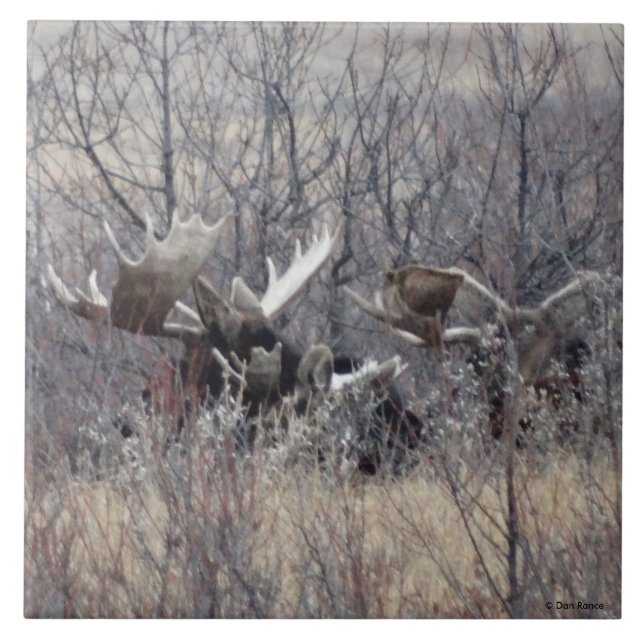 M9 Bull Moose Laying Tile (Front)