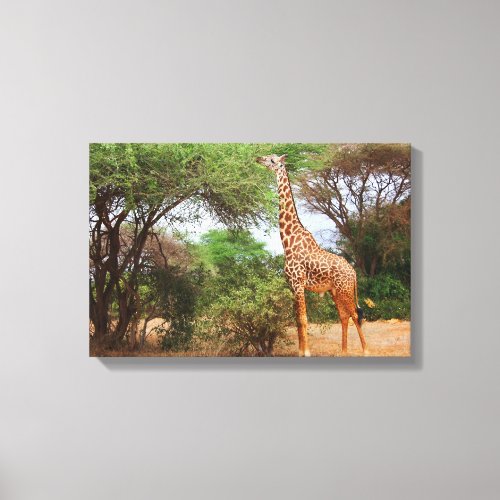 Maasai Giraffe Canvas Print