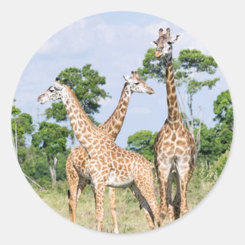Maasai Giraffe Classic Round Sticker