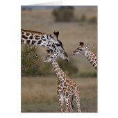 Maasai Giraffe (Giraffe Tippelskirchi) (Front)