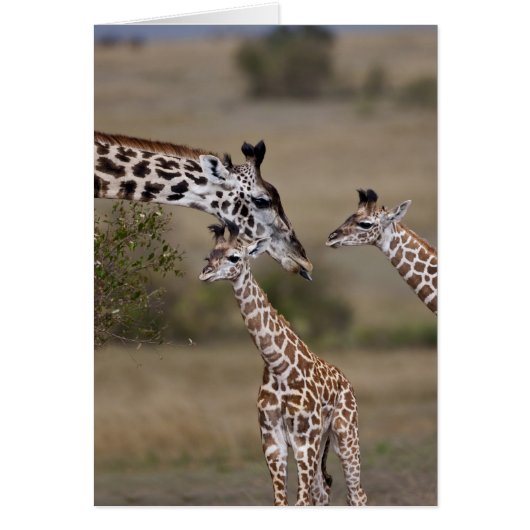 Maasai Giraffe (Giraffe Tippelskirchi) (Front)