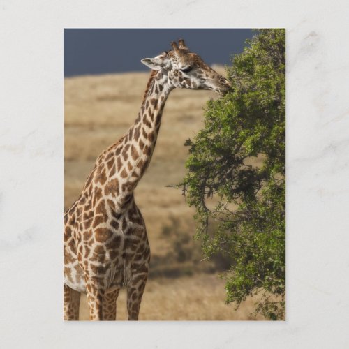 Maasai Giraffe Giraffe Tippelskirchi as seen 2 Postcard