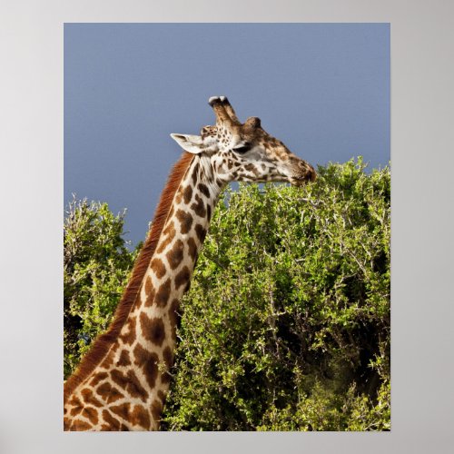Maasai Giraffe Giraffe Tippelskirchi as seen 3 Poster