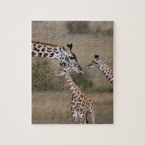 Maasai Giraffe Giraffe Tippelskirchi as seen Jigsaw Puzzle
