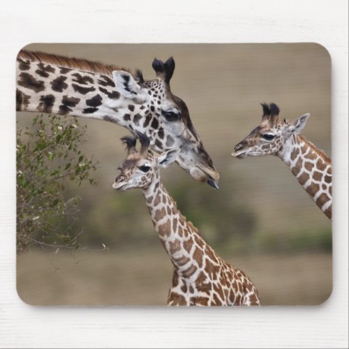 Maasai Giraffe Giraffe Tippelskirchi as seen Mouse Pad