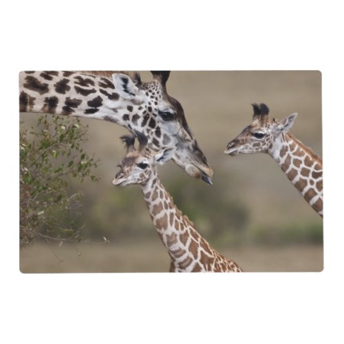 Maasai Giraffe Giraffe Tippelskirchi as seen Placemat