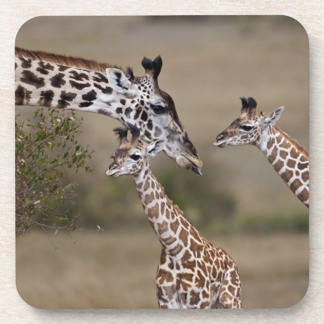 Maasai Giraffe (Giraffe Tippelskirchi) Drink Coaster (Front)