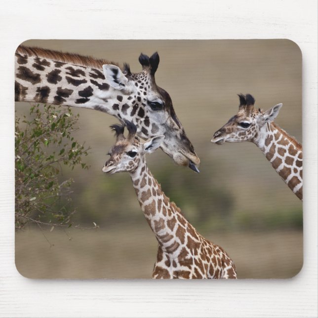 Maasai Giraffe (Giraffe Tippelskirchi) Mouse Pad (Front)